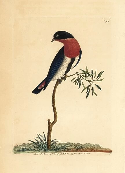 Swallow warbler, Dicaeum hirundinaceum