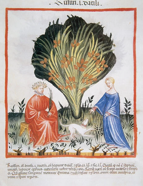 Tacuinum Sanitatis. Late XIV century. Couple next to date pa