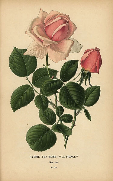 Tea rose hybrid, La France, Rosa ? odorata