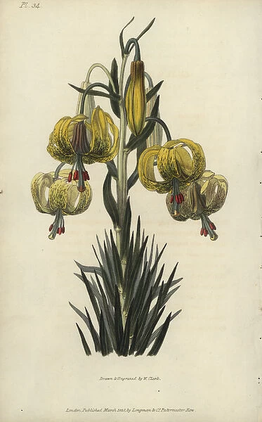 Turban or pomponian lily, Lilium pomponium