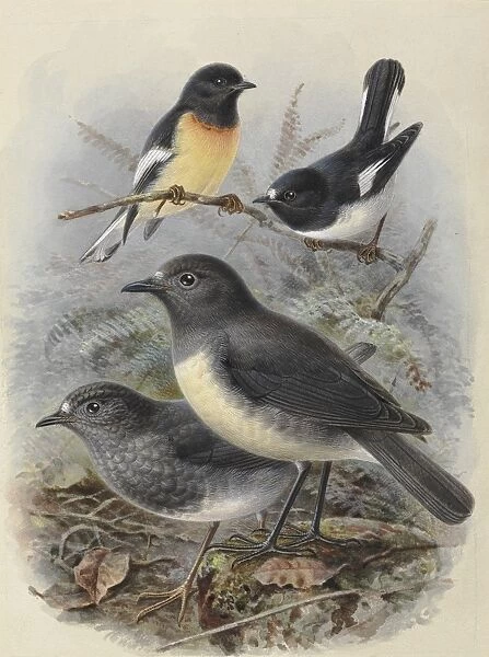 Various Petroica species of New Zealand