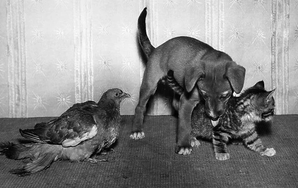 Wood pigeon, puppy and kitten