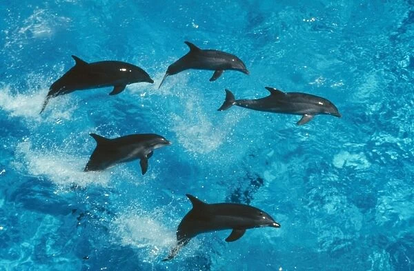 Bottlenose Dolphin Group jumping