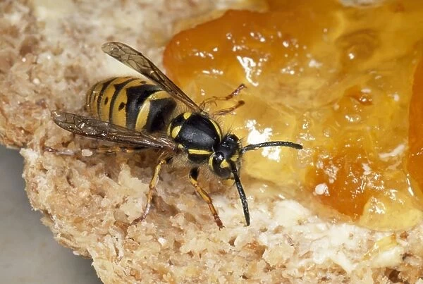 Common Wasp - feeding om marmalade - UK