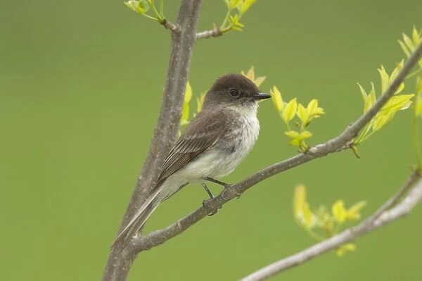 Eastern Phoebe - Perched on branch, May Great Lakes area, Point Pelee, Ontario, Canada _TPL6307