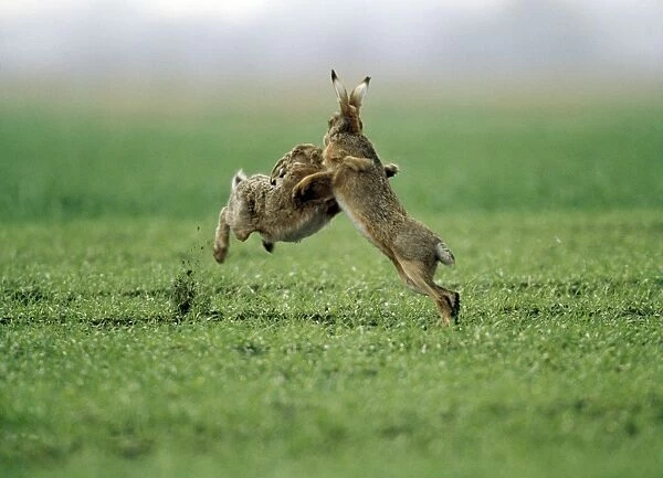 European Brown Hare - two boxing