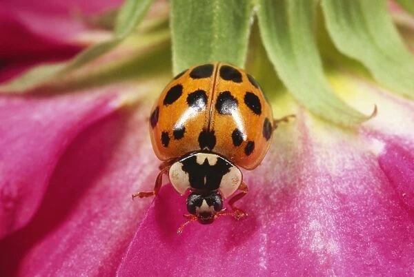 Harlequin Ladybird - orange with black spots form