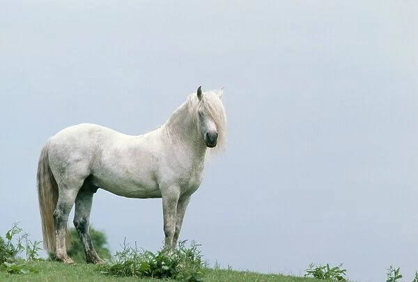 Horse Connernara Pony, Stallion