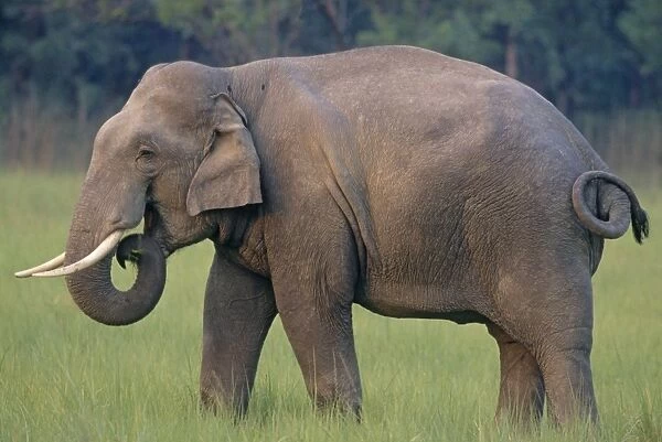 Indian  /  Asian Elephant (Tusker), Corbett National Park, India
