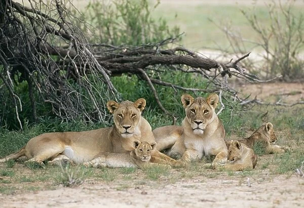 Lioness CH 4848 With cubs. Kalahari Gemsbok park South Africa. Panthera leo © Clem Haagner  /  ARDEA LONDON