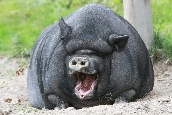 Vietnamese Pot-bellied Pig - yawning, Lower Saxony, Germany