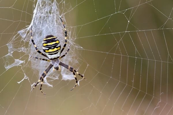 Wasp Spider - in web - UK