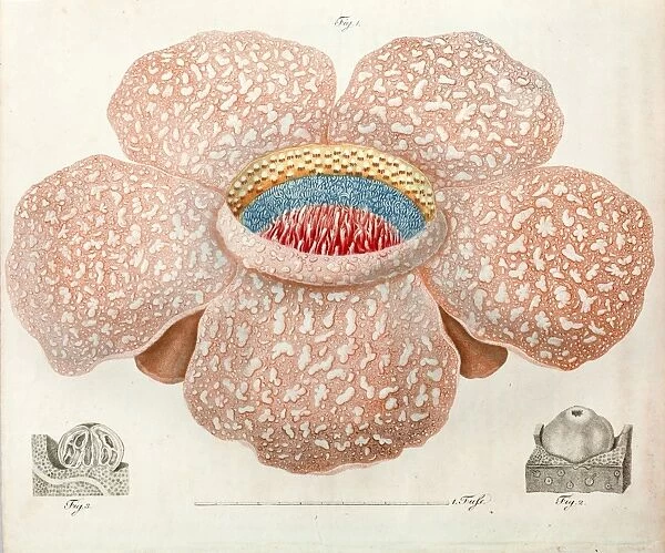 1818 Rafflesia discovery largest flower