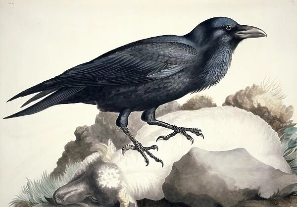 Common raven, 19th century artwork C013  /  6312