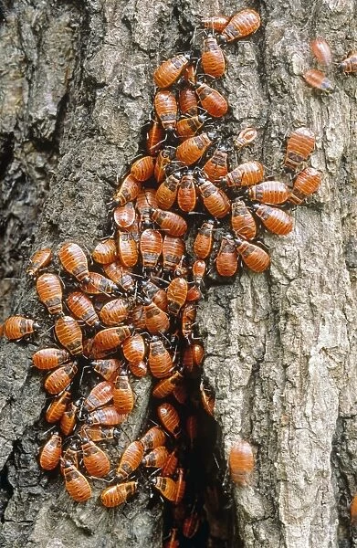 Firebugs (Pyrrhocoris apterus) on a tree trunk