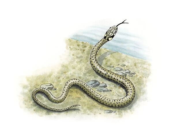 Grass snake, artwork C016  /  3226