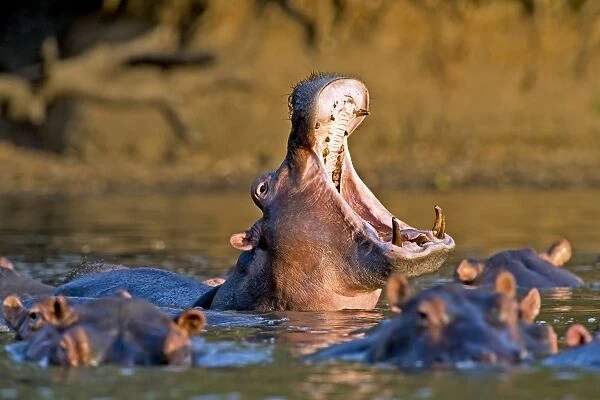 Hippo with its mouth open C015  /  6479