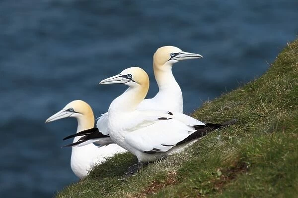 Northern gannets breeding