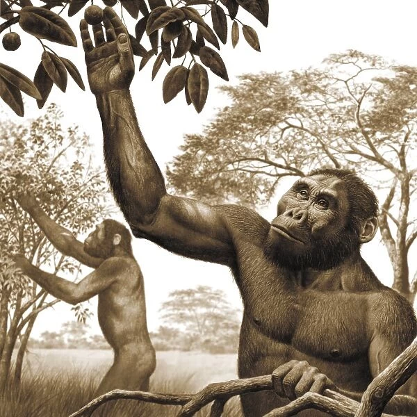 Paranthropus aethiopicus, artwork C013  /  9581