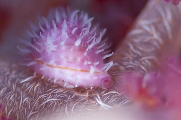 Pink cowrie shell on soft coral