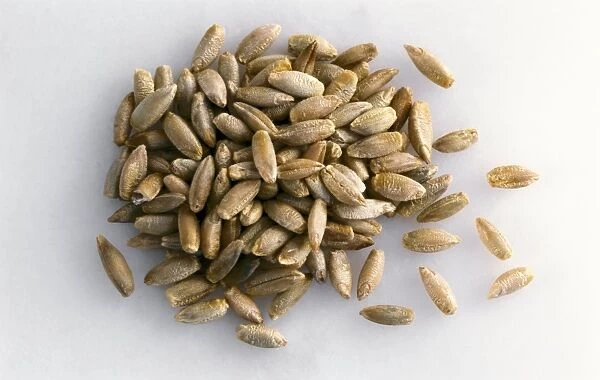 Wheat grains C014  /  1132
