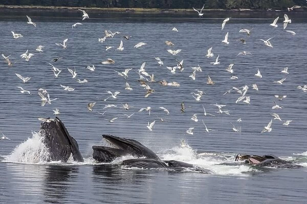Adult humpback whales (Megaptera novaeangliae) co-operatively bubble-net feeding, Snow Pass, Southeast Alaska, United States of America, North America