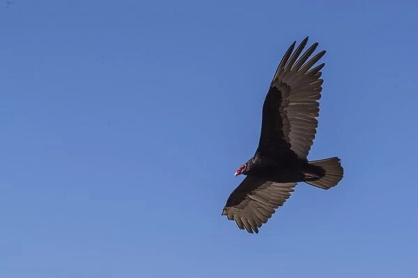 Adult turkey vulture (Cathartes aura) in flight over Saunders Island, Falkland Islands