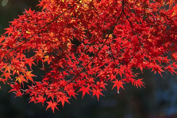 Autumn leaves, Kyoto, Kansai, Japan, Asia