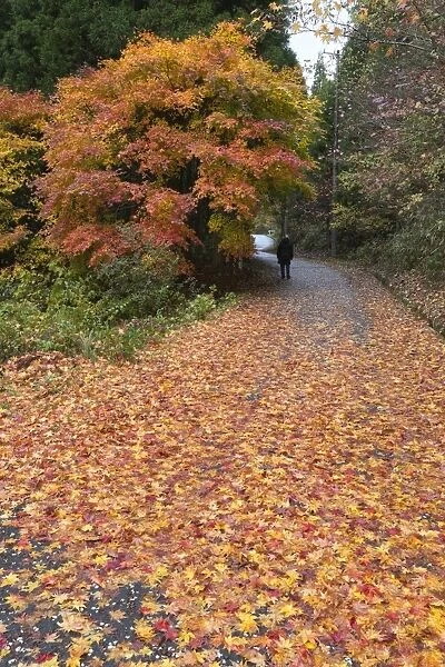 Autumn leaves along the old Nakasendo highway, Magome, Kiso Valley Nakasendo, Central Honshu
