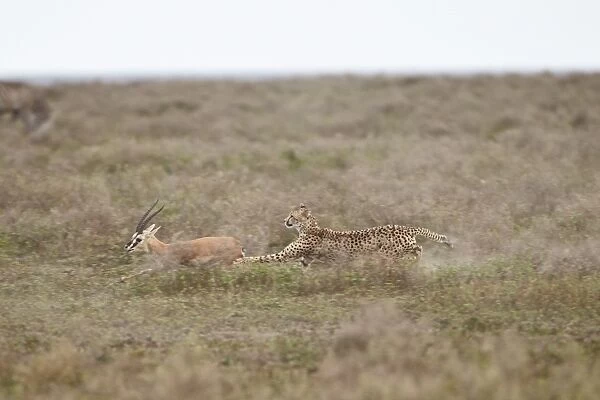 Cheetah (Acinonyx jubatus) chasing a Thomsons gazelle (Gazella thomsonii), Serengeti National Park, Tanzania, East Africa, Africa