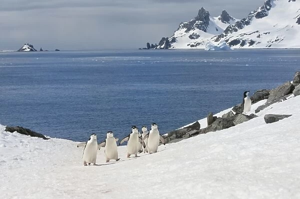 Chinstrap penguins (Pygoscelis Antarctica) walking up a glacial ice cap, Half Moon Island, South Shetland Island, Antarctic Peninsula, Antarctica, Polar Regions