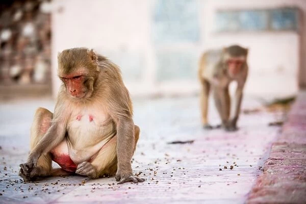 Monkey spectators during the Flower Holi Festival, Vrindavan, Uttar Pradesh, India, Asia
