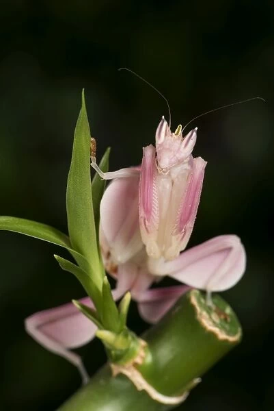 Orchid Mantis (Hymenopus Coronatus), captive, Malaysia, Southeast Asia, Asia