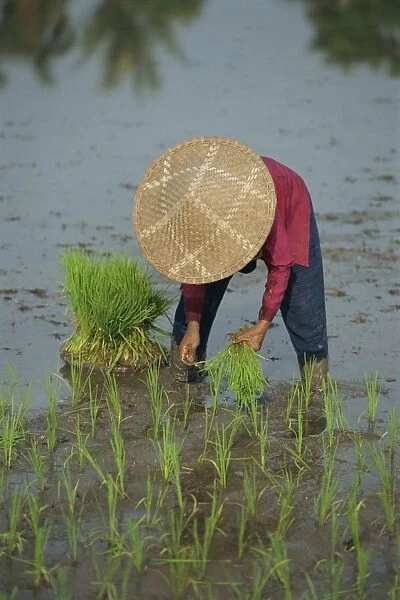 Woman in a straw hat planting out rice