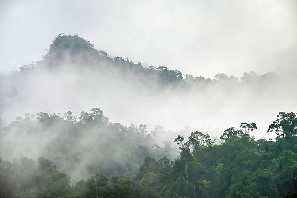 Foggy jungle landscape in Phong Nha-Ke Bang National Park, Bo Trach District, Quang