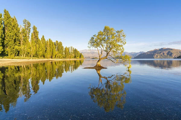 The lone tree in Lake Wanaka in the morning light. Wanaka, Queenstown Lakes district