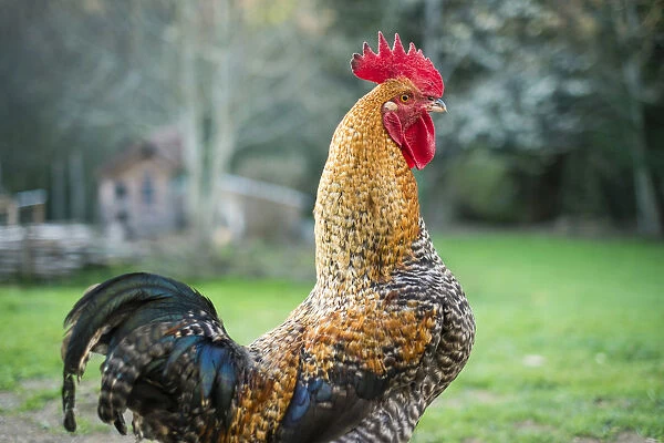 Rooster, male chicken on free range poultry farm, La Creuse, Limousin, France