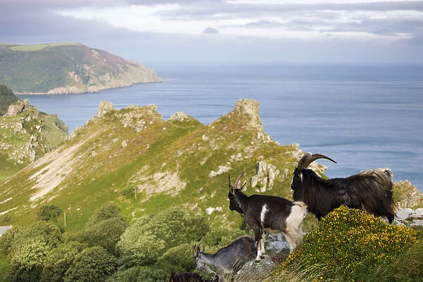 Wild goats roaming the clifftops at Valley of Rocks, Exmoor National Park, Devon, England
