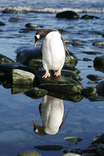 Adult gentoo penguin (Pygoscelis papua) returning from the sea reflected in a tidepool on Elephant Island in the South Shetland Island Group, Antarctica