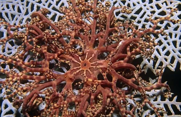 Basket Star fish (Astrophyton muricatum) Deep red coloured adult on lighter seafan, Honduras, Caribbean