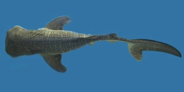 Whale shark pup specimen, Rhincodon typus, circumglobal in warm and temperate seas (rr)