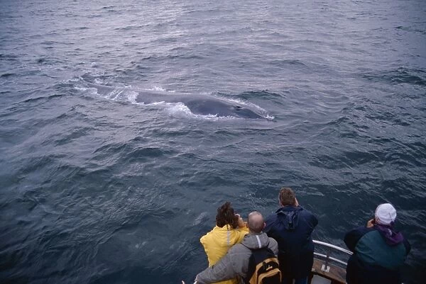 Whale-watchers photographing a Blue whale (Balaenoptera musculus) as it surfaces, showing interest in the boat. Husavik, Iceland