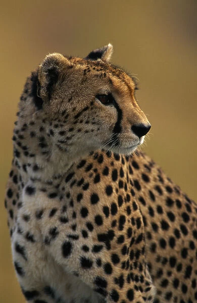 20018976. KENYA Masai Mara Cheetah Acinonyx Jubatus