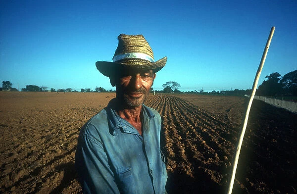 20024510. CUBA Pinar del Rio Male tobacco worker standing by field of young tobacco plants