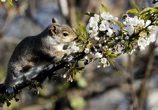 A squirrel sits on a branch of a cherry tree in a garden in London