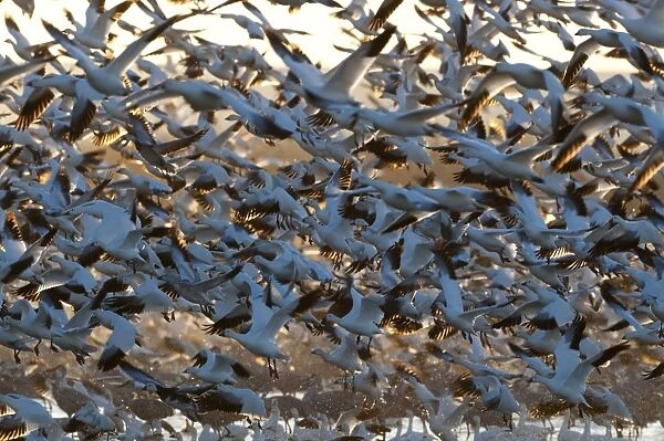 Snow Geese Chen carulescens taking flight at dawn Bosque del Apache New Mexico USA