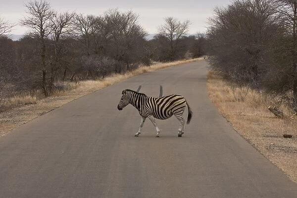 Burchells Zebra crossing a road in Kruger National Park South Africa