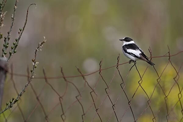 Collared Flycatcher (Ficedula albicollis) adult male, summer plumage, perched on rusty wire fence, Lesvos, Greece, april
