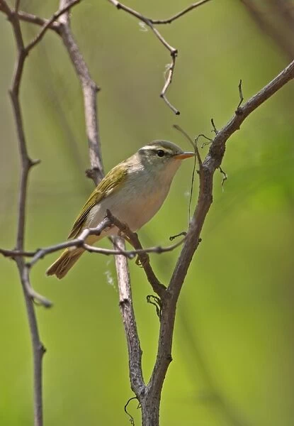Eastern Crowned Warbler (Phylloscopus coronatus) adult, perched on twig, Hebei, China, may