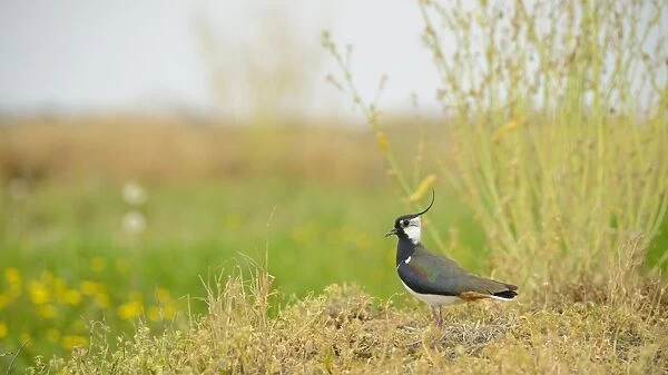 Northern Lapwing (Vanellus vanellus) adult male, summer plumage, standing on vegetation, Italy, April